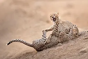 Cheetah Prints: A cheetah punches his brother in the eye