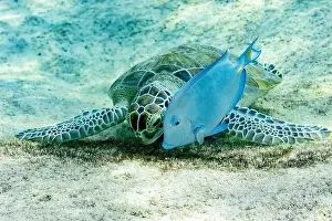 Sandy Bottom Prints: A Chelonia mydas or Green Sea Turtle resting on the seabed with an Acanthurus coeruleus or Blue Tang swimming nearby