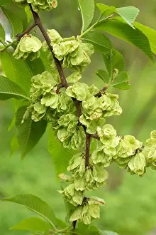 Endangered Species Prints: Chenmou Elm (Ulmus chenmoui) fruits, France
