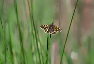 Wings Spread Prints: Chequered Skipper Butterfly resting on soft rush stem, Lochaber, Scotland, May