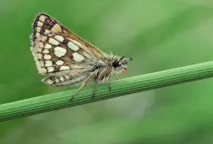Settled Prints: Chequered Skipper Butterfly resting on soft rush stem, Lochaber, Scotland, May