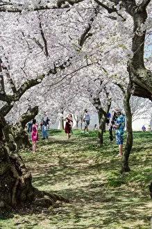 Tidal Basin Prints: Cherry Blossom Festival, Washington DC
