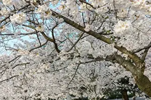 Tidal Basin Prints: Cherry Blossom Trees during the Cherry Blossom Festival in Washington DC