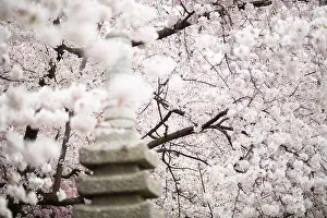 Cherry Blossoms Prints: Cherry Blossoms with the Japanese Pagoda in Washington DC / WASHINGTON DC — Cherry blossoms bloom in abundance around