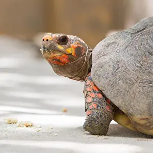 Claw Prints: Cherry head red foot tortoise