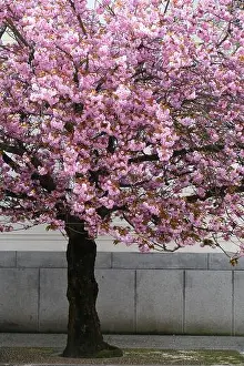 Cherry Tree Prints: Cherry tree in blosson in the courtyard of Prague Castle, Prague. April 2017