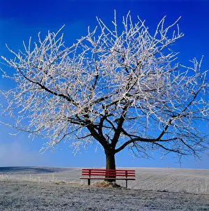 Frosted Prints: cherry tree in winter with red bench, Germany. Photo by Willy Matheisl