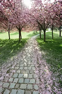 Cherry Trees Prints: Cherry trees in full blossom at Seepark