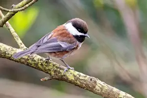 Beacon Hill Park Prints: Chestnut-backed chickadee (Poecile rufescens) - Beacon Hill Park - Victoria