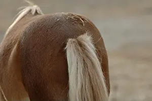 Mammalian Prints: Chestnut coloured horse with chafed tail