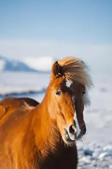 Chestnut Prints: A chestnut Icelandic horse, with a striking blonde mane