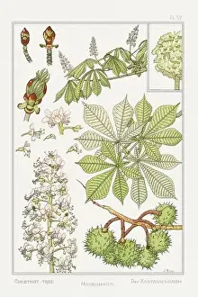 Thistle Prints: Chestnut tree. Botanical art illustrated by Maurice Pillard Verneuil (1896)
