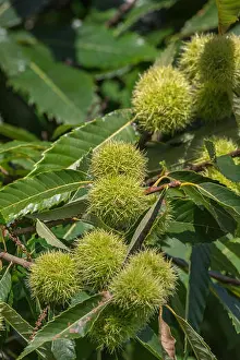 Chestnut Prints: Chestnut tree / Castanea sativa with spikey ripening fruits - marron & châtaigne in French