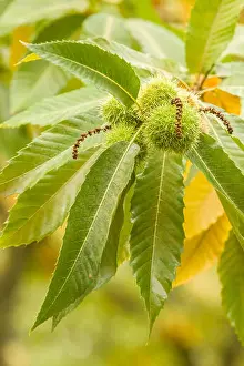 Spiny Prints: Chestnuts on a tree at the Nella Chestnut Farm near Hood River