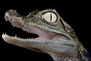 Caiman Prints: Chiapasius spectacled caiman (Caiman crocodilus chiapasius)