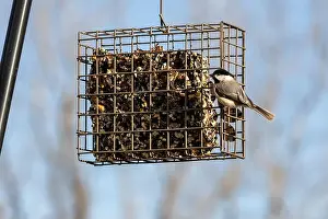 Feeders Prints: A chickadee clings to a Northeast Indiana bird feeder as he prepares to eat from the seedcake inside