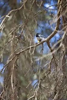 City Day Prints: Chickadee on a tree branch at the zoo in Anchorage on a spring day in Alaska