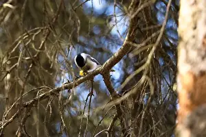 City Day Prints: Chickadee on a tree at the zoo in Anchorage on a spring day in Alaska