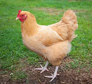 Animal Farm Prints: Chicken with bright yellow feathers with grass in the background