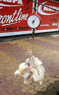 Packed Prints: Chicken broiler English weighting before sale at Dadar ; Mumbai Bombay ; Maharashtra ; India