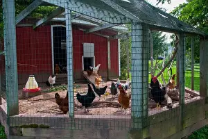 New York State Prints: Chicken in a chicken coop on a farm in the Catskills near Windham in New York State, USA