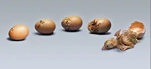 Hatching Prints: Chicken Egg Hatching