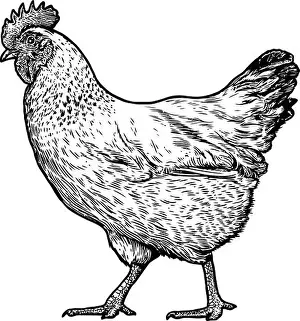 Rooster Prints: Chicken illustration, drawing, engraving, line art, realistic