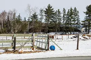 Canadian North Prints: Chickens on a farm in Whitney in Miramichi, New Brunswick, Canada