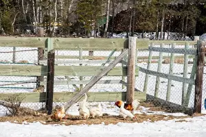 Canadian North Prints: Chickens on a farm in Whitney in Miramichi, New Brunswick, Canada