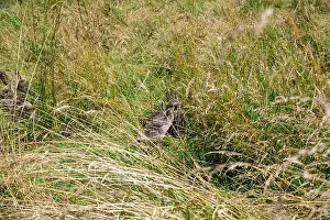 Anseriformes Prints: Chicks of Canada geese ( Branta canadensis ) almost hidden in the tall grass in the wild