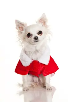 Red Jacket Prints: Chihuahua. Adult white dog dressed in a red jacket with white fur collar