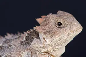 Chihuahua desert horned lizard (Phrynosoma orbiculare)