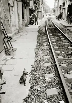 Humble Prints: Chihuahua dog in the Old City of Hanoi in Vietnam in Far East Southeast Asia