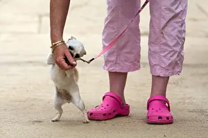 Trousers Prints: A Chihuahua stands next to its owner who is wearing pink Crocs