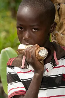 Rwanda Prints: Child eating raw cassava root, Rwanda