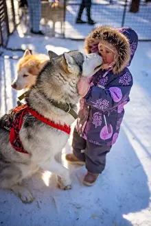 Siberia Prints: Child playing with Husky dog in dog farm near Kemerovo, Siberia, Russia