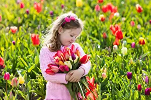 Smell Prints: Child in tulip flower field. Little girl cutting fresh tulips in sunny summer garden