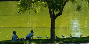 Sea Gulls Prints: Children feeding gulls in the park, Adelaide, Australia, SA