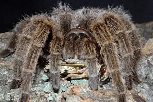 Venomous Prints: Chile Rose Tarantula Grammostola rosea