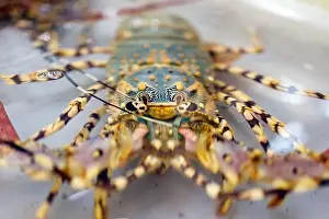 Spiny Lobster Prints: Chilled lobsters in ice on the counter. A concession of healthy eating and seafood
