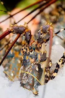 Spiny Lobster Prints: Chilled lobsters in ice on the counter. A concession of healthy eating and seafood
