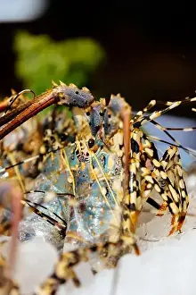 Spiny Lobster Prints: Chilled lobsters in ice on the counter. A concession of healthy eating and seafood