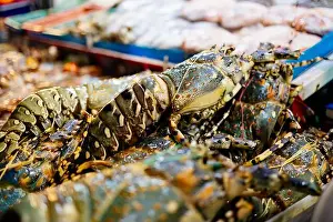 Spiny Lobster Prints: Chilled lobsters in ice on the counter. A concession of healthy eating and seafood