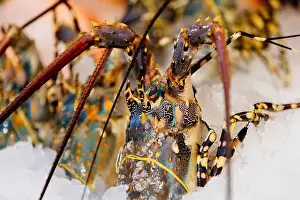 Spiny Lobster Prints: Chilled lobsters in ice on the counter. A concession of healthy eating and seafood