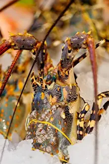 Spiny Lobster Prints: Chilled lobsters in ice on the counter. A concession of healthy eating and seafood