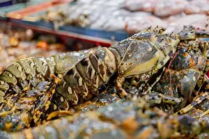 Spiny Lobster Prints: Chilled lobsters in ice on the counter. A concession of healthy eating and seafood