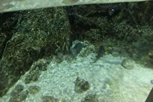 Deep Ocean Prints: Chiloscyllium punctatum in the aquarium view from above. Fish Watching