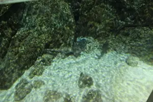 Deep Ocean Prints: Chiloscyllium punctatum swim near rocks in clear water. Marine life