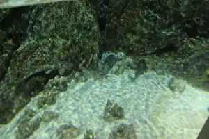 Komodo National Park Prints: Chiloscyllium punctatum swimming against the background of sandwater in an aquarium