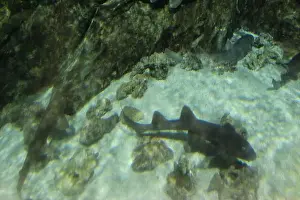 Predatory Prints: Chiloscyllium punctatum swims in the aquarium water close-up. Predatory fish in the water